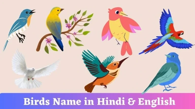 Birds Name in Hindi & English | पक्षियों के नाम हिन्दी व अंग्रेजी में 