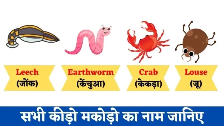 Insects Name in Hindi & English | सभी कीड़ो का नाम जानिए