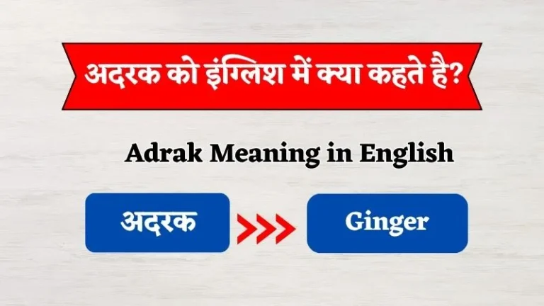 अदरक को इंग्लिश में क्या कहते हैं? | Adrak Ko English Mein Kya Kehte Hain