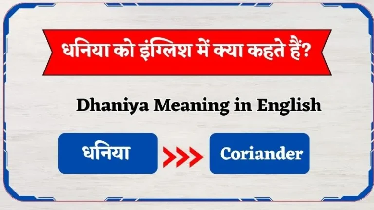 धनिया को इंग्लिश में क्या कहते हैं? | Dhaniya Ko English Mein Kya Hehte Hain