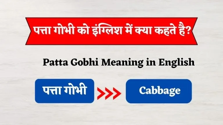 पत्ता गोभी को इंग्लिश में क्या कहते हैं? | Patta Gobhi Ko English Mein Kya Kehte Hain