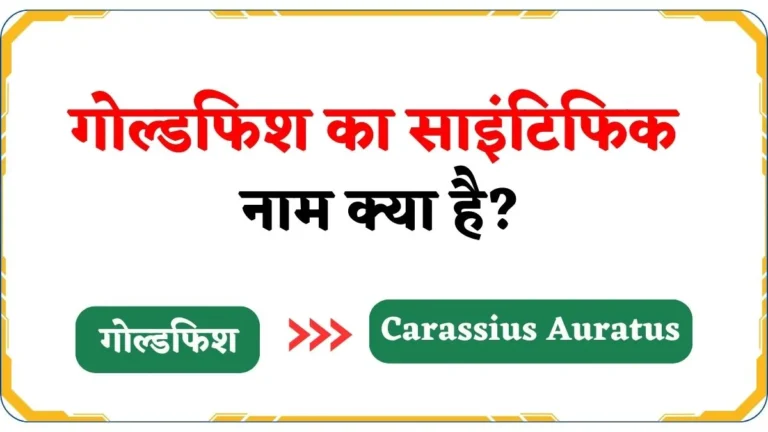 Goldfish Ka Scientific Naam in Hindi | गोल्डफिश का साइंटिफिक नाम क्या है?